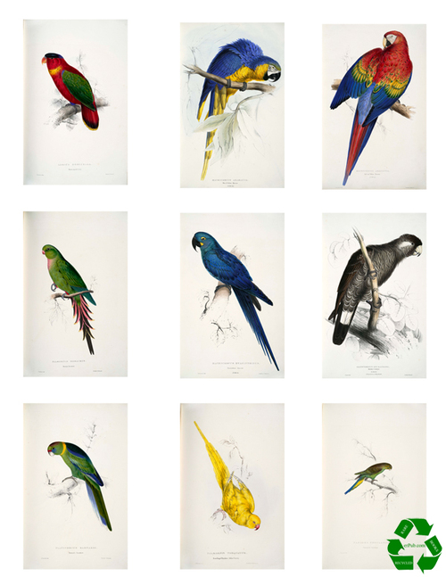 Product picture 38 PARAKEETS and MACCAWS Images With Resell Rights